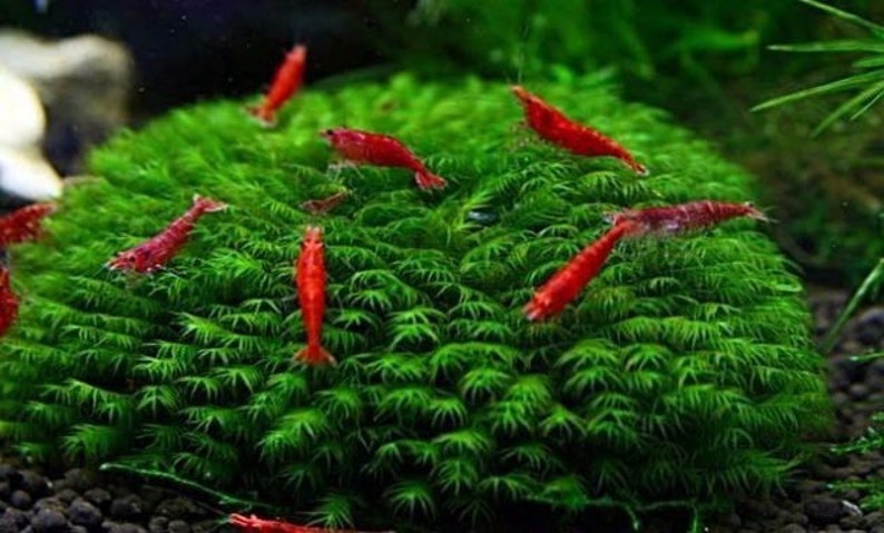 2x2 inch portion of fissiden fontanus aka Phoenix moss Live aquarium plants Free s/h live aquatic plants Rare image 1