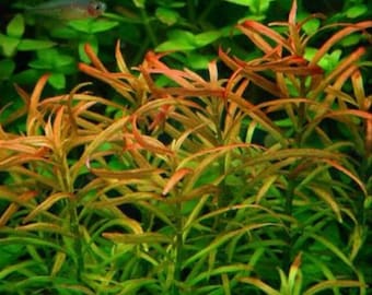 3 stems rotala Red Cross! live aquarium plants! free s/h!!! live aquatic plants! rare!