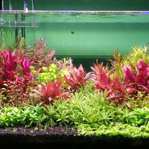 25 Stems Live Aquarium Plants Package 5 different species nice assortment of colors for your aquarium free first class shipping image 4