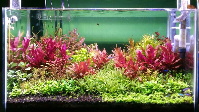 25 Stems Live Aquarium Plants Package 5 different species nice assortment of colors for your aquarium free first class shipping image 4