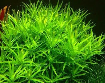 3 stems stargrass live aquarium plants free s/h aquatic plants