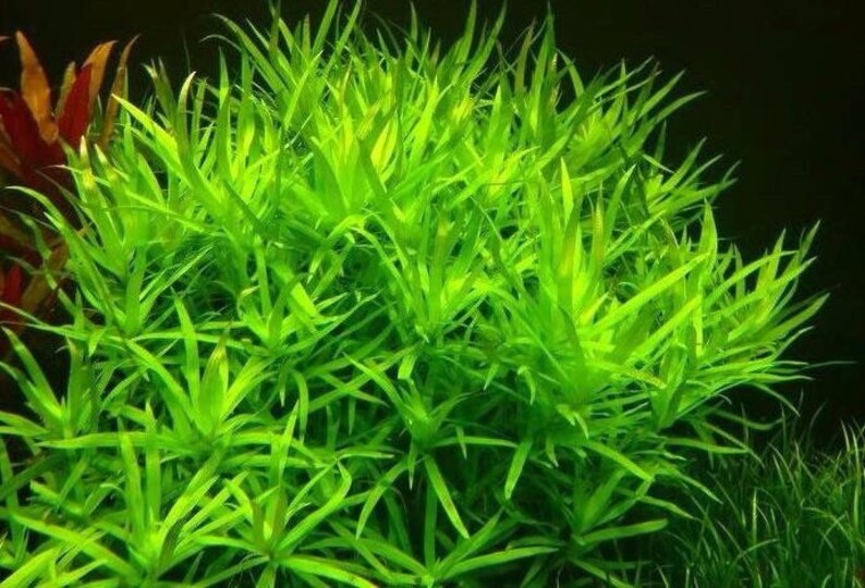 3 stems stargrass live aquarium plants free s/h aquatic
