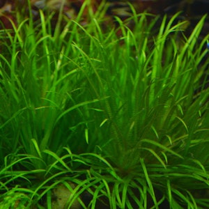 3 blyxa japonica plants Live aquarium plants Free s/h live aquatic plants image 5