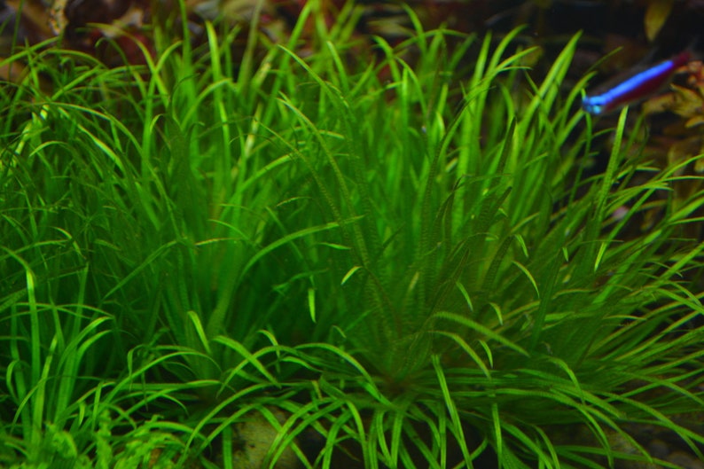 3 blyxa japonica plants Live aquarium plants Free s/h live aquatic plants image 5