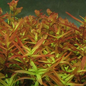 3 stems rotala yao yai live aquarium plants free s/h aquatic plants 画像 3