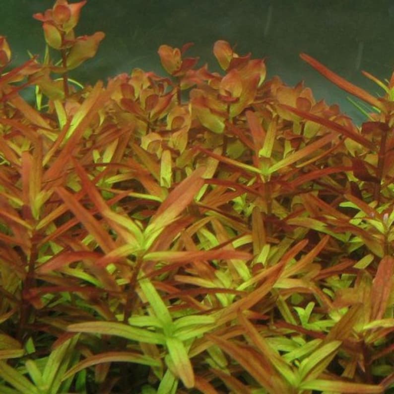 3 stems rotala yao yai live aquarium plants free s/h aquatic plants 画像 3
