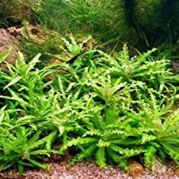 3 downoi plants aka “little star” live aquarium plants! Free s/h rare! Live aquatic plants!