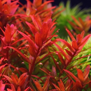 May include: Close-up of a vibrant red aquatic plant with thin, pointed leaves. The plant is commonly used in aquariums and is known for its striking colour.