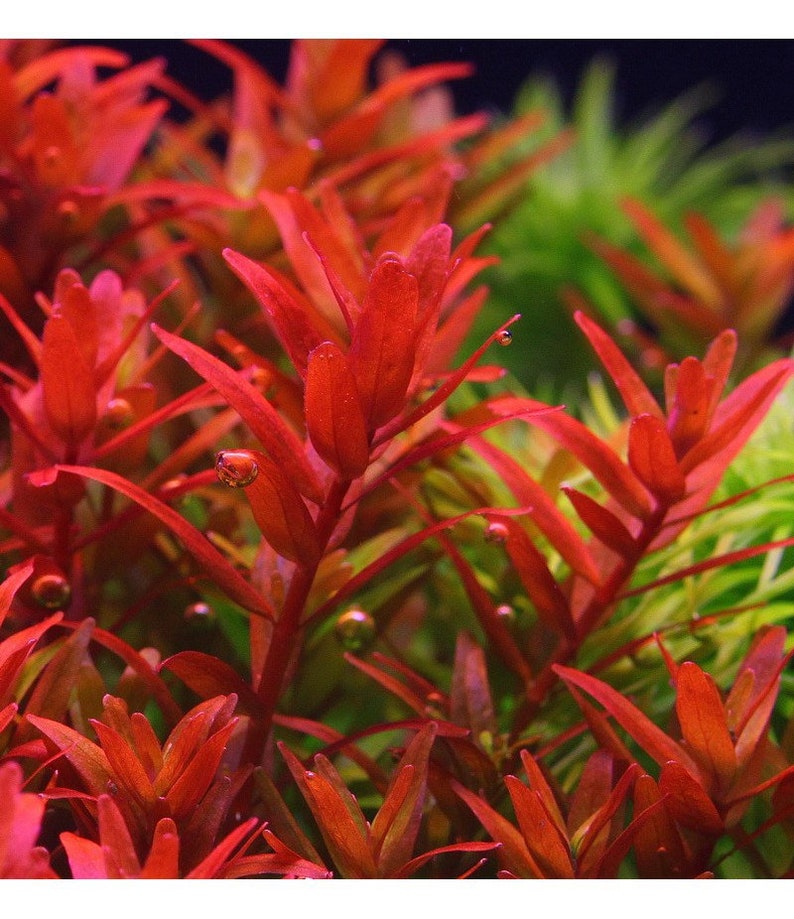 May include: Close-up of a vibrant red aquatic plant with thin, pointed leaves. The plant is commonly used in aquariums and is known for its striking colour.