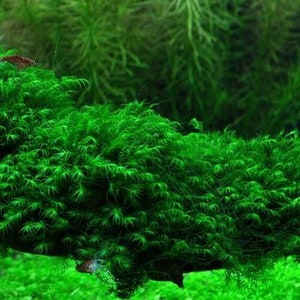 2x2 inch portion of fissiden fontanus aka Phoenix moss Live aquarium plants Free s/h live aquatic plants Rare image 8