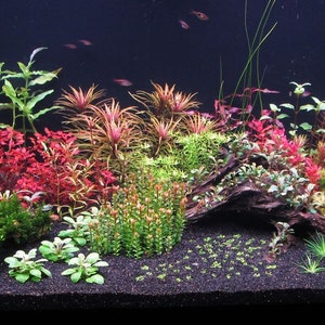 9 species 40 stems live aquarium plants free s/h live aquatic plants