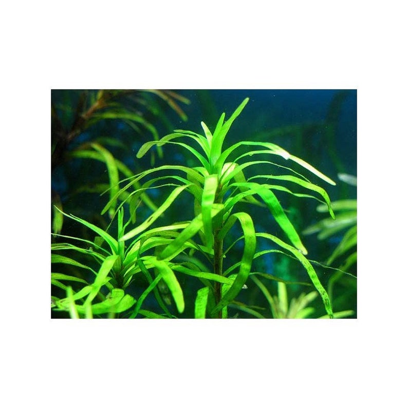 3 stems Eichhornia diversifolia Live aquarium plants Free s/h Live aquatic plants image 4