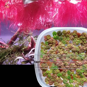May include: A white plastic container filled with small, round, green and red leaves. A ruler is placed on top of the container, with the numbers 0 to 7 visible. The container is sitting on a purple surface.