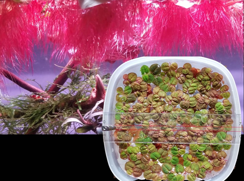 May include: A white plastic container filled with small, round, green and red leaves. A ruler is placed on top of the container, with the numbers 0 to 7 visible. The container is sitting on a purple surface.