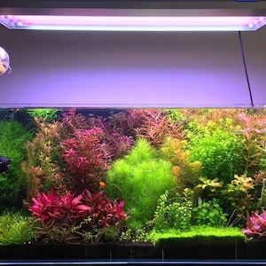 7 species 14 stems live aquarium plants free s/h live aquatic plants