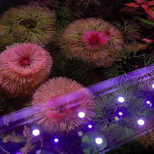 May include: A close-up of a pink and green underwater plant with a purple light strip in the foreground.