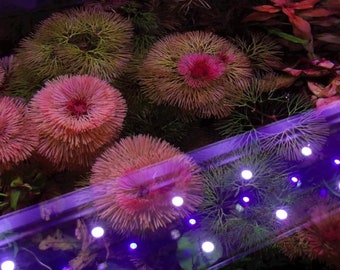 3 stem cabomba furcata! Live aquarium plants! Rare! Free S/H! Live aquatic plants! Beautiful!