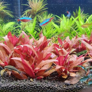3 alternanthera reineckii mini plants! Live aquarium plants! Free s/h live aquatic plants!