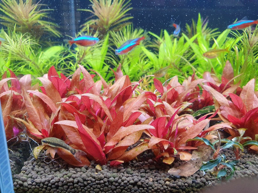 3 Alternanthera Reineckii Mini Plants Live Aquarium Plants Etsy Australia