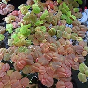 May include: A close-up of a variety of green and pink aquatic plants. The plants are growing in a clear container of water.