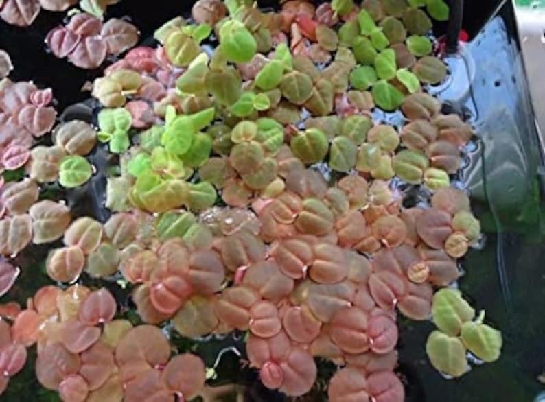 May include: A close-up of a variety of green and pink aquatic plants. The plants are growing in a clear container of water.