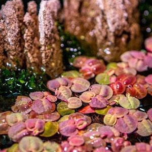 May include: A close-up of a vibrant aquatic plant with pink, red, and green leaves. The plant is growing in a shallow water tank with a rock formation in the background.