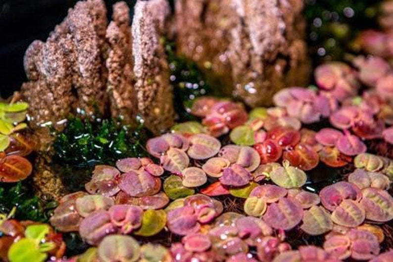 May include: A close-up of a vibrant aquatic plant with pink, red, and green leaves. The plant is growing in a shallow water tank with a rock formation in the background.