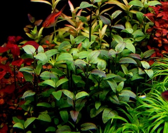 3 stems Acmella Repens!!! Live Aquarium Plants!! Free s/h!!! Live aquatic plants!!!