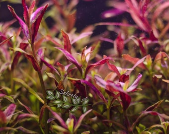 3 stems limnophila belem live aquarium plants free s/h live aquatic plants