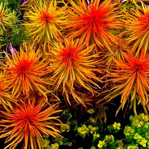 Ludwigia pantanal, 3 tallos, plantas raras de acuario vivas, envío gratis