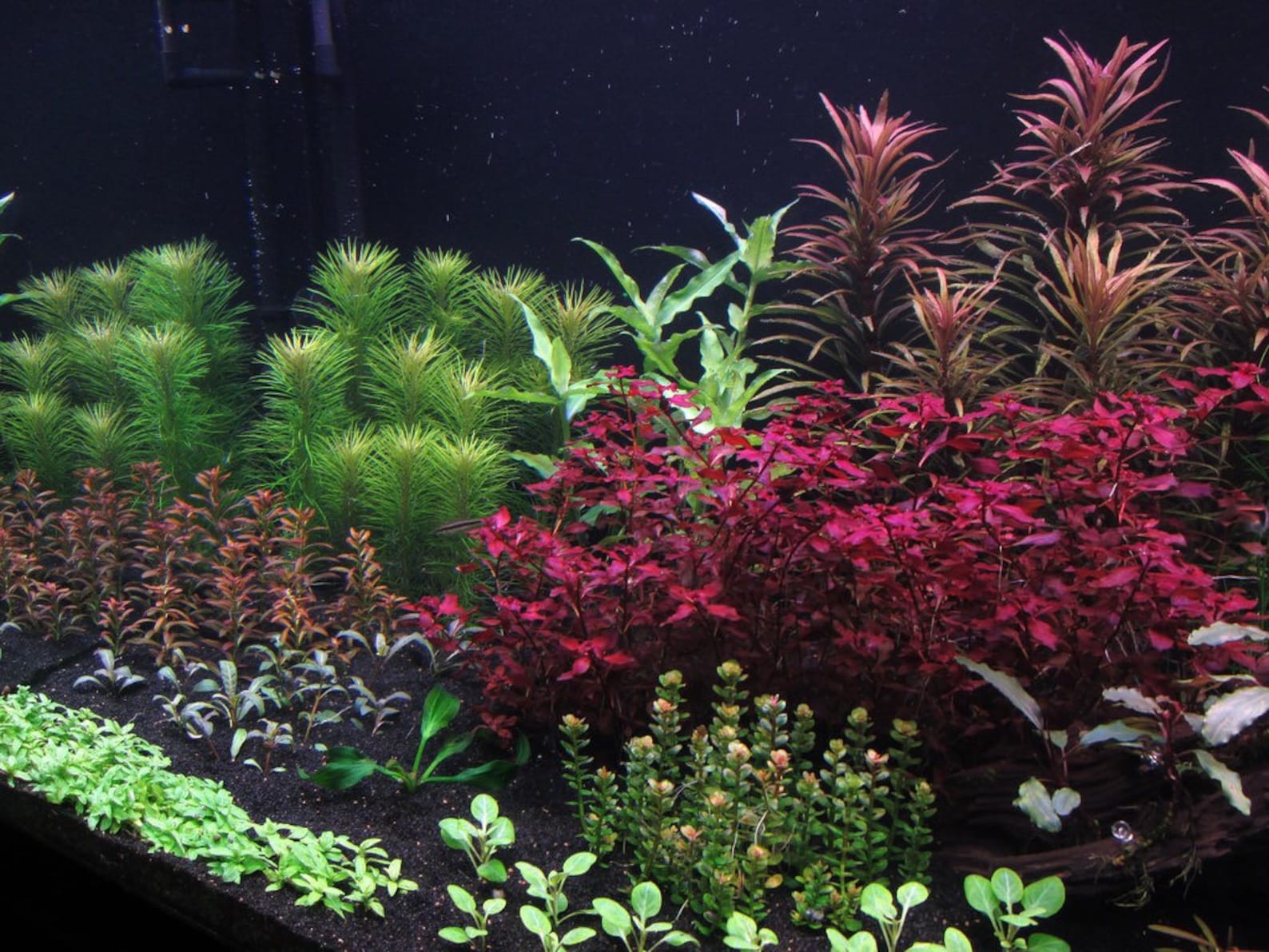3 Stems Ludwigia Sp Red Live Aquarium Plants Free S/h Live Etsy