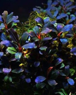 1 Bucephalandra Micro! Live Aquarium Plants! Free S/h Live Aquatic