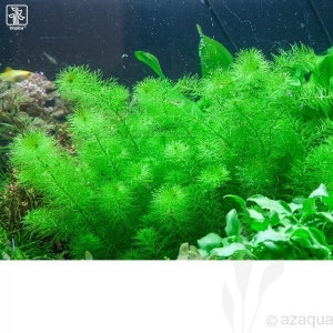 3 stems myrio guyana mini live aquatic plants free s/h live aquarium plants image 4