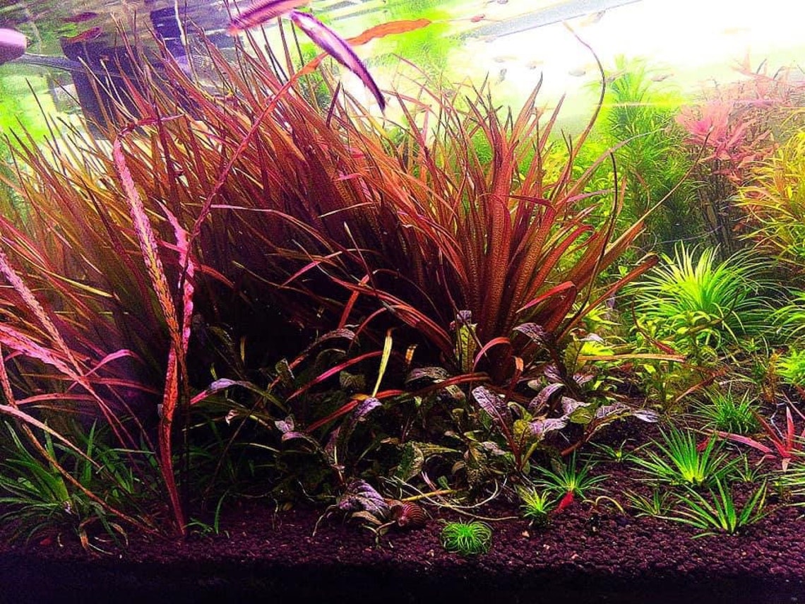 1 Blyxa Novoguineensis Live Aquarium Plants Free S/h Live Etsy