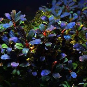 ¡2 microplantas de bucephalandra! ¡Plantas vivas de acuario! ¡Envío gratis! ¡Plantas acuáticas vivas! ¡Hermosas! ¡Raras!