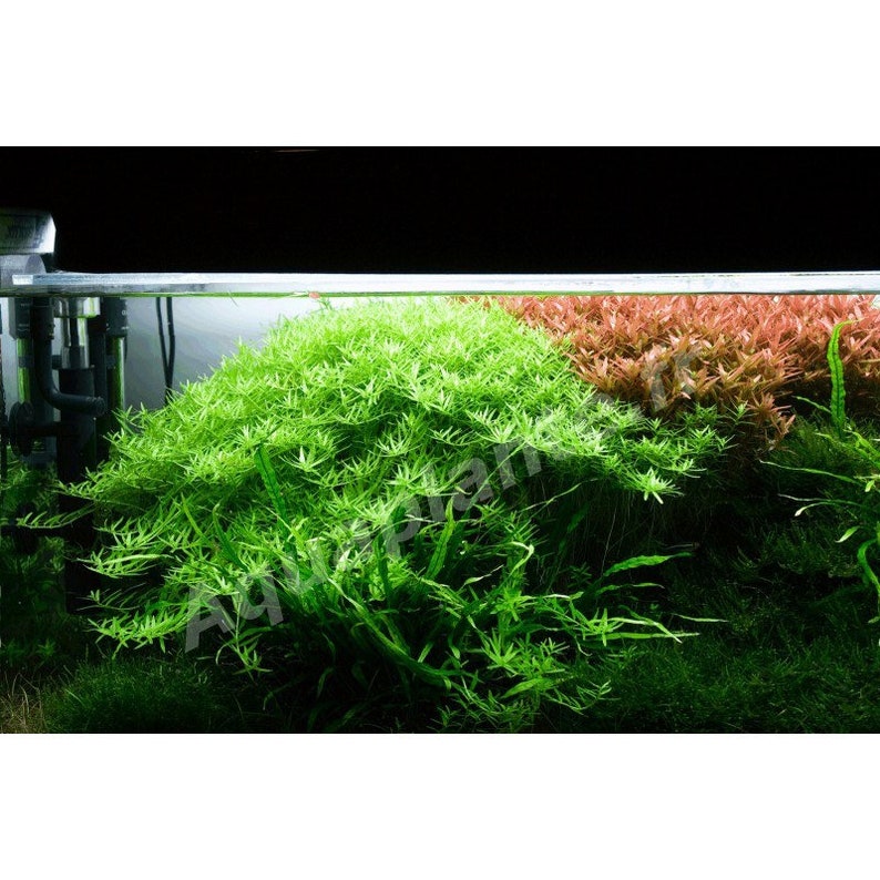 3 stems rotala sp green live aquarium plants free s/h aquatic plants image 2