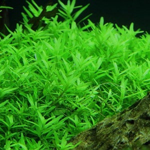 3 stems rotala sp green live aquarium plants free s/h aquatic plants image 7