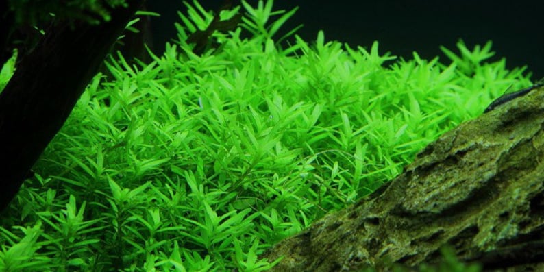 3 stems rotala sp green live aquarium plants free s/h aquatic plants Bild 7