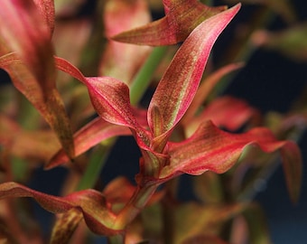 3 stems murdannia engelsii sp red! Live aquarium plants!!! Free s/h!! Live aquatic plants!! Rare!!!
