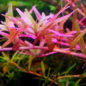 6 species rotala mix 50 stems live aquarium plants free s/h live aquatic plants COLORFUL image 7