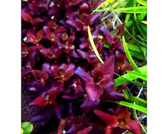 1 stem   bacopa salzmanni purple! Live aquarium plants!!! Free s/h!! Live aquatic plants!! Rare!!!