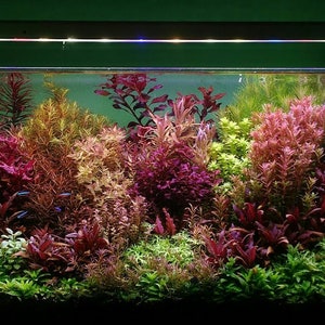 May include: A planted aquarium with a variety of red, green, and purple aquatic plants. The tank is lit by a fluorescent light fixture.