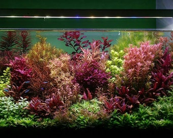 25 Stems Live Aquarium Plants Package 5 different species nice assortment of colors for your aquarium free first class shipping!