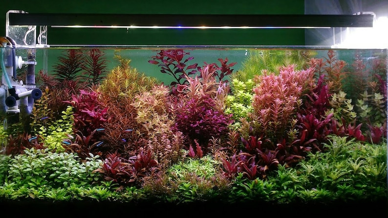 25 Stems Live Aquarium Plants Package 5 different species nice assortment of colors for your aquarium free first class shipping image 1