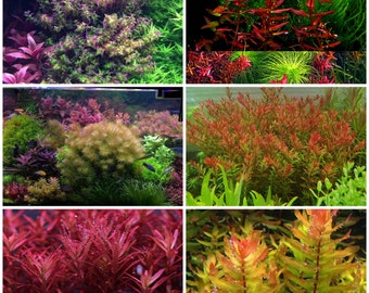 6 species of rotala! 30 stems!! Live aquarium plants!! Free s/h!! Live aquatic plants!! Colorful!