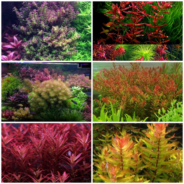 6 species of rotala! 30 stems!! Live aquarium plants!! Free s/h!! Live aquatic plants!! Colorful!