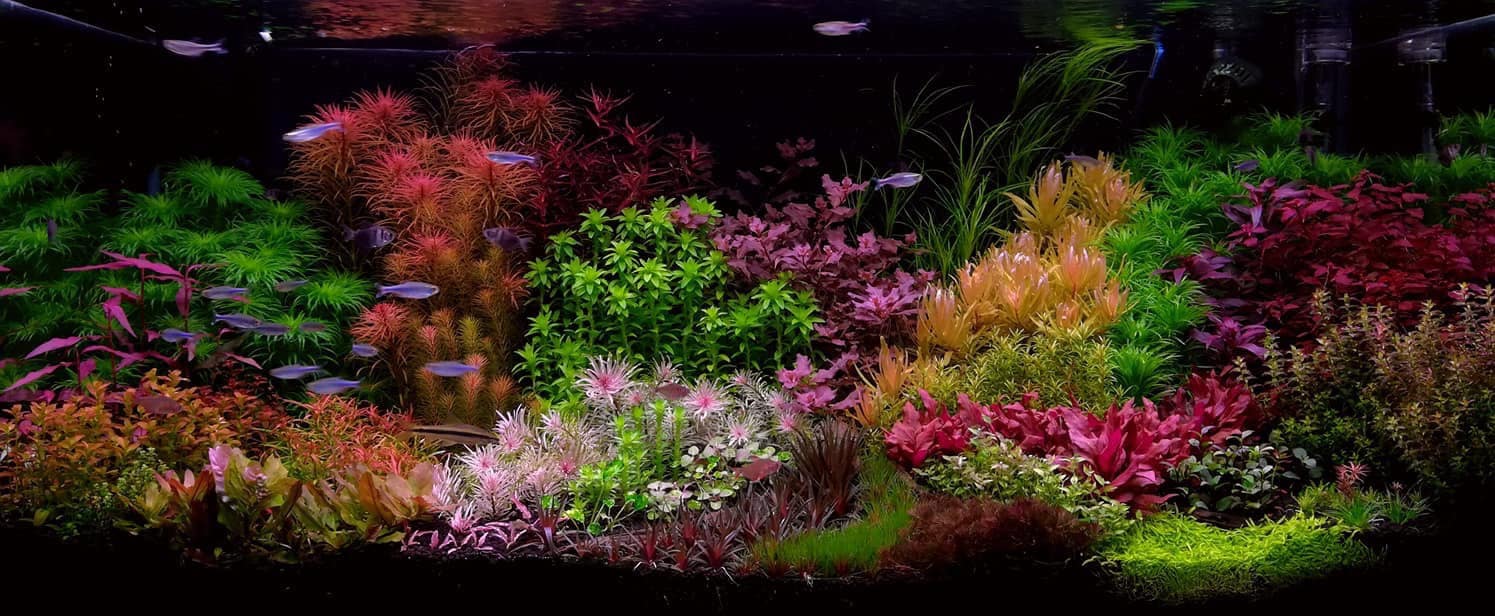 15 Species 115 Stems Assorted and Colorful Live Aquarium Plants Live  Aquatic Plants Package Free S/H 