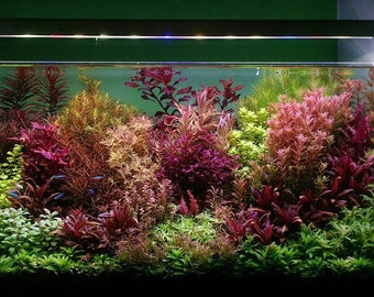 35 stems live assorted aquarium plants package! Free s/h beautiful and colorful! Live aquatic plants!!