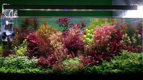 Plantes vivant aquarium lot de 80 plantes en 9 variétés à racines et tiges  3 clado en +