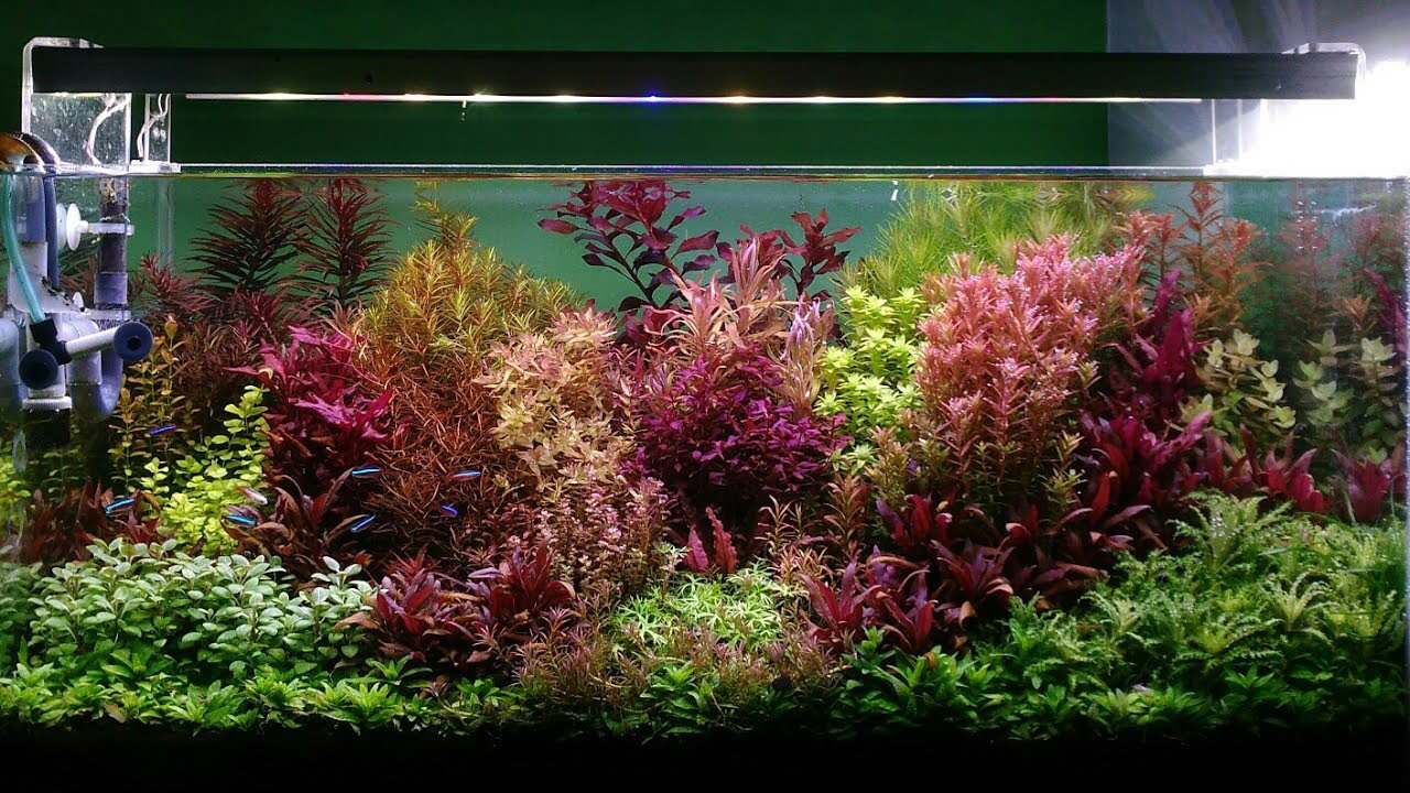 35 stems live assorted aquarium plants package Free s/h Etsy